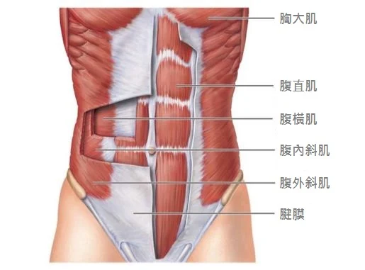 ab-muscle